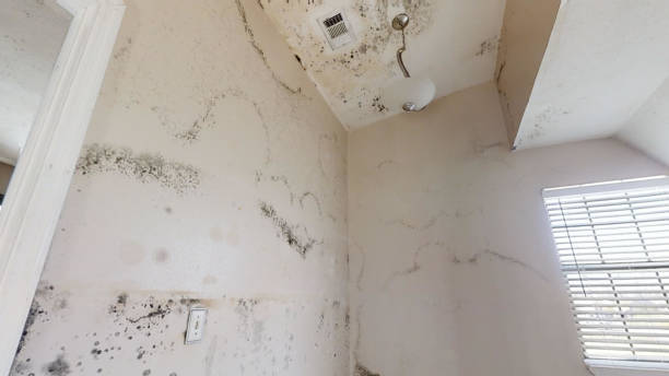 Best Mold Documentation for Insurance Claims  in Crystal, MN