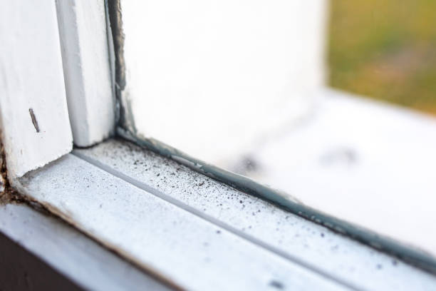 Best Mold Odor Removal Services  in Crystal, MN